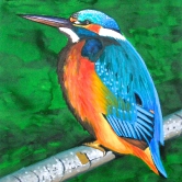 Alcedo atthis